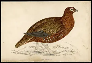 Lagopus: RED GROUSE (MORRIS)