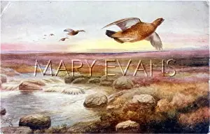 Lagopus: RED GROUSE (RANKIN)