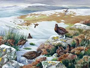 Lacey: Red Grouse ' in a snowy landscape