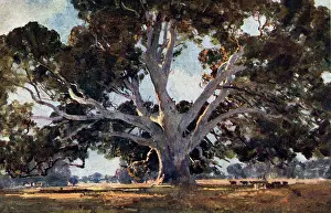 Streeton: The Red Gum Tree