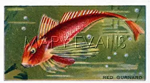 Gurnard: RED GURNARD/MORRIS CARD