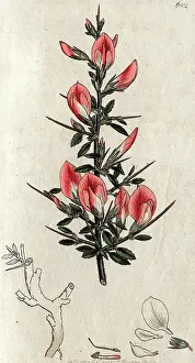 The Kings College Archives And Special Collections: Red harrow