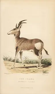 Ruminantia: Red hartebeest, Alcelaphus buselaphus caama
