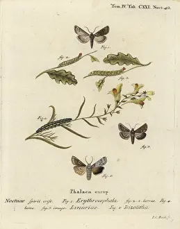 Esper: Red-headed chestnut, toadflax brocade and grey shoulder knot