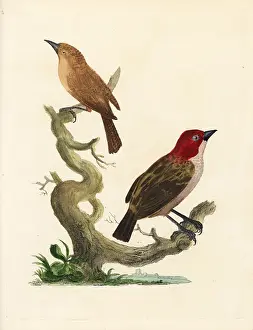 Marmaduke: Red-headed finch and brown warbler