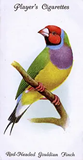 Finches: Red-Headed Gouldian Finch