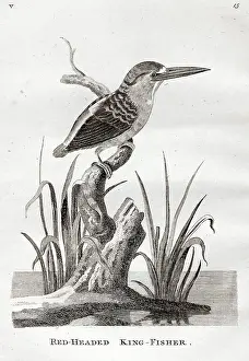 Kingfishers: Red-headed King-fisher