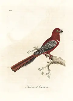 Fasciatus: Red-headed trogon, Harpactes erythrocephalus