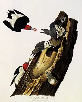 Woodpeckers: Red-Headed Woodpecker, Melanerpes erythrocephalus