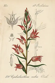 Rubra: Red helleborine, Cephalanthera rubra