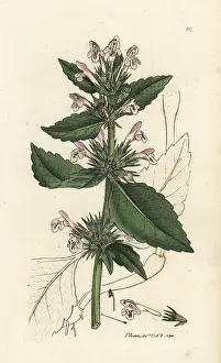 Galeopsis: Red hemp-nettle, Galeopsis tetrahit