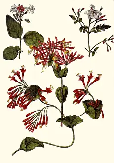 Flore: Red Honeysuckle