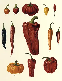 Veggie: Red Hot Chili Peppers