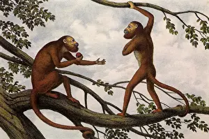 Apes: Red Howler