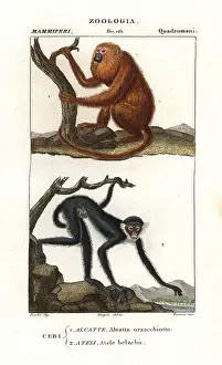 Howler: Red howler monkey, Alouatta seniculus, and