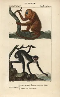 Howler: Red howler monkey, Alouatta seniculus, and