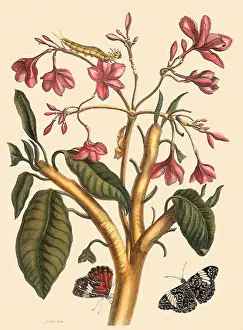 Jasmine: Red Jasmine, Plumeria rubra