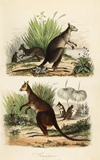 Achille Comte: Red kangaroo, eastern grey kangaroo and dusky wallaby