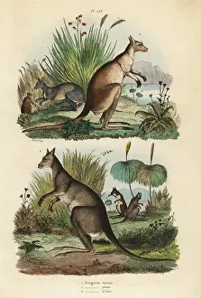 Giganteus: Red kangaroo, eastern grey kangaroo and dusky wallaby