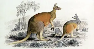 Kangaroos: Red Kangaroo (Kangurus langier)