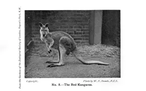 Zoos: A Red Kangaroo in London Zoo