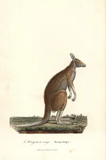 Macropus: Red kangaroo, Macropus rufus