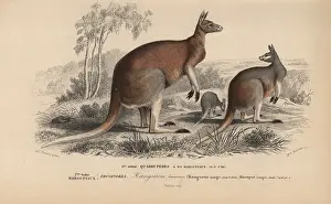 Travies: Red kangaroo, Macropus rufus