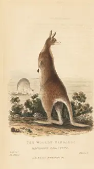 Kearsley: Red kangaroo, Macropus rufus
