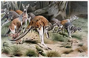 Kangaroos: RED KANGAROOS KUHNERT