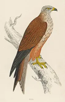 Milvus: Red Kite - Bird of Prey