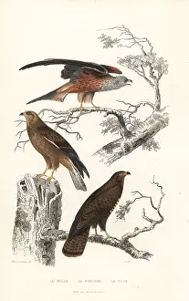Achille Richard: Red kite, honey buzzard and common buzzard