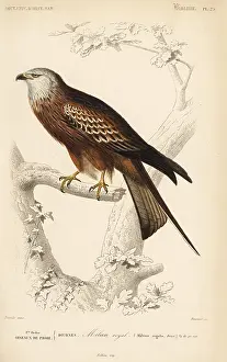 Dorbigny: Red kite, Milvus milvus
