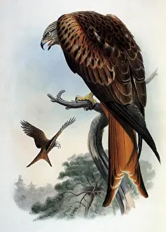 Kites: Red Kites, Milvus milvus