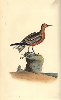 Calidris: Red knot, Calidris canutus