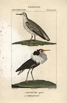 Jean Francois: Red knot, Calidris canutus, and ruff, Philomachus pugnax