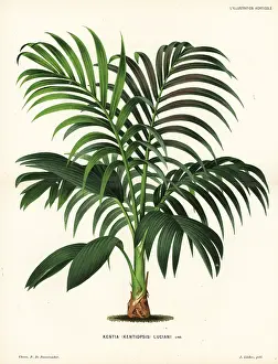Luciani: Red leaf palm, Chambeyronia macrocarpa