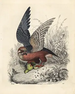 Rufipes: Red legged falcon, Erythropus vespertinus