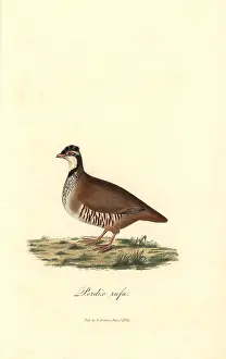 Rufa: Red-legged or Guernsey partridge, Alectoris rufa