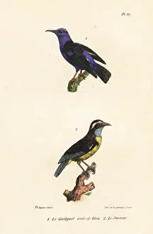 Oeuvres: Red-legged honeycreeper and bananaquit