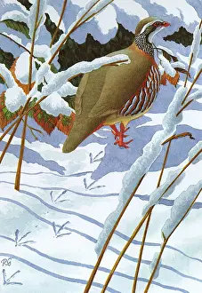 Partridge: RED-LEGGED PARTRIDGE