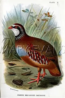 Rufa: RED-LEGGED PARTRIDGE