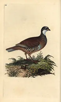 Rufa: Red-legged partridge, Alectoris rufa