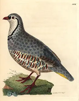 Rufa: Red-legged partridge, Alectoris rufa