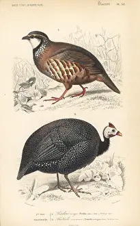 Meleagris: Red-legged partridge, Alectoris rufa, and
