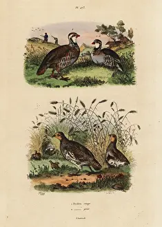 Perdix: Red-legged partridge, Lectures rufa, and grey