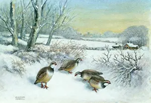 Partridges: Red Legged Partridges
