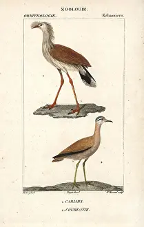 Cristata: Red-legged seriema, Cariama cristata, and cream-coloured
