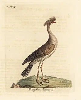 Cristata: Red-legged seriema or crested cariama, Cariama cristata