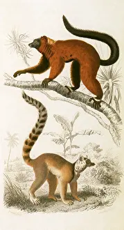 Apes: A Red Lemur and a Ring-Tailed Lemur