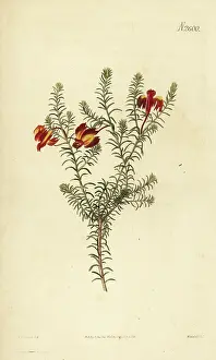 New South Wales: Red leschenaultia, Lechenaultia formosa